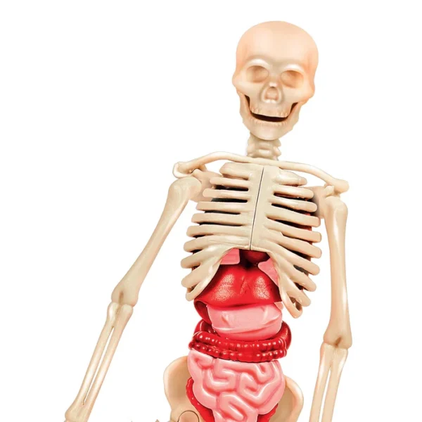 Bilim ve Oyun - İnsan Anatomisi 64297 - Görsel 2
